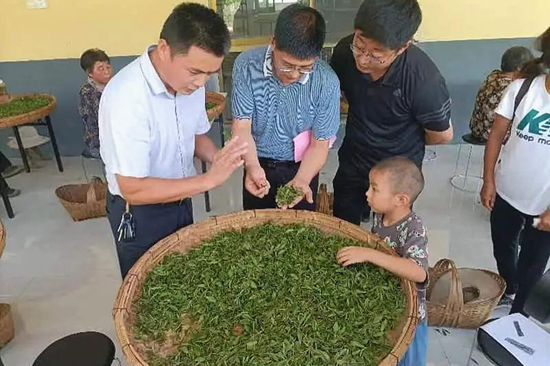 王剑峰：鸿雁引领百业兴  香茗飘香漫沂蒙